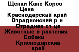 Щенки Кане Корсо  › Цена ­ 10 000 - Краснодарский край, Отрадненский р-н, Отрадная ст-ца Животные и растения » Собаки   . Краснодарский край